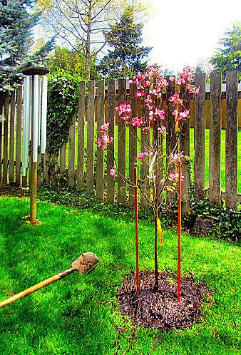 A tree for Drew