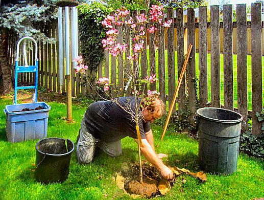Planting the tree